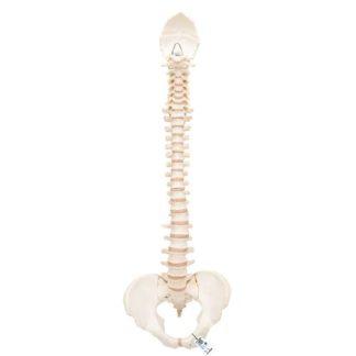 A794_01_BONElike-Human-Vertebral-Column-Model-3B-Smart-Anatomy