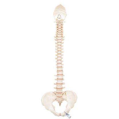 A794_01_BONElike-Human-Vertebral-Column-Model-3B-Smart-Anatomy