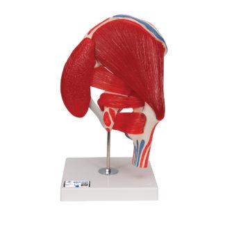 Lonkkalihasmalli A881_01_1200_1200,1000177_Human_Hip_Joint_Model_wi