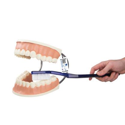 Hammashoitomalli D16_01_1200_1200,1000246_Giant_Dental_Care_Model,_