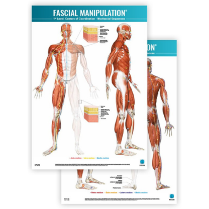 Faskia kartta FASCIAL-MANIPULATION-1st-Level-Poster-Centers-of-Coordination-Myofascial-Sequences