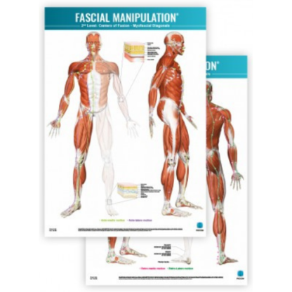 Faskia kartta FASCIAL-MANIPULATION-2nd-Level-Poster-Centers-of-Fusion-Myofascial-Diagonals