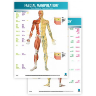 Faskia kartta FASCIAL-MANIPULATION-3rd-Level-Poster-Catenaries-Superficial-Fascia