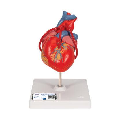 Anatominen sydänmalli G05_01_1200_1200,1017837_Classic_Human_Heart_Model