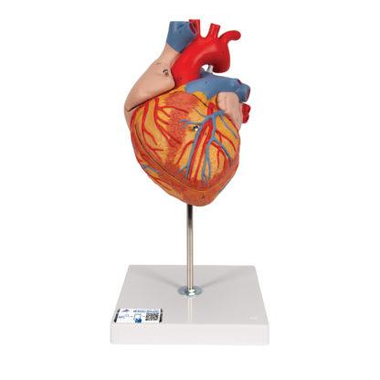 Anatominen sydänmalli G12_01_1200_1200,1000268_Human_Heart_Model,_2-time