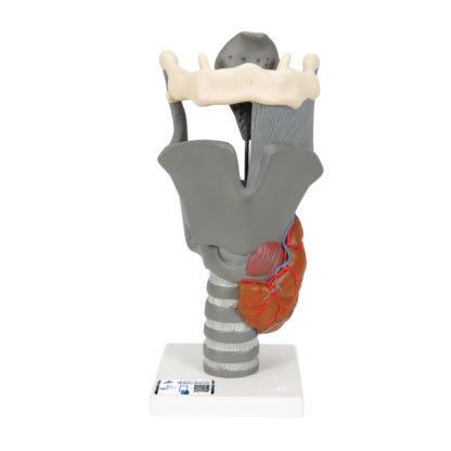 Toiminnallinen kurkunpää malli ääni ja puheterapiaan G20_01_1200_1200,1013870_Functional_Larynx_Model,_