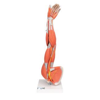 Käden lihaksistomalli M10_01_1200_1200,1000015_Muscle_Arm_Model,_3_4_Lif