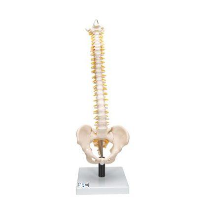 Taipuisa selkärankamalli VB84_01_Flexible-Human-Spine-Model-with-Soft-Intervertebral-Discs-3B-Smart-Anatomy