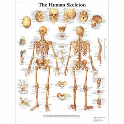 Luusto kartta VR1113L_01_Human-Skeleton-Chart