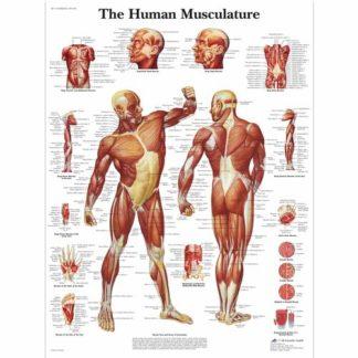 Lihaskartta VR1118L_01_Human-Muscle-Chart