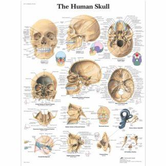 Kallo kartta VR1131L_01_Human-Skull-Chart