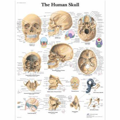 Kallo kartta VR1131L_01_Human-Skull-Chart