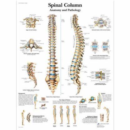 Selkäranka kartta VR1152L_01_Spinal-Column-Chart