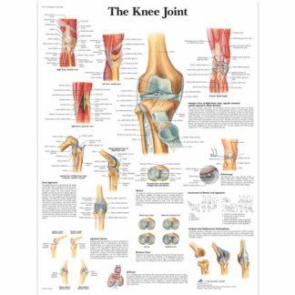 Polvinivel kartta VR1174L_01_Knee-Joint-Chart