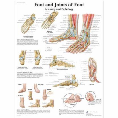 Jalan nivelet kartta VR1176L_01_Foot-and-Joints-of-Foot-Chart-Anatomy-and-Pathology