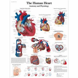 Sydän kartta VR1334L_01_The-human-heart-Chart-Anatomy-and-Physiology