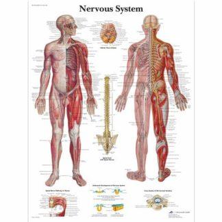 Hermosto kartta VR1620L_01_Nervous-System-Chart