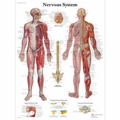 Hermosto kartta VR1620L_01_Nervous-System-Chart