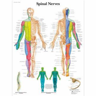 Selän hermosto kartta VR1621L_01_Spinal-Nerves-Chart