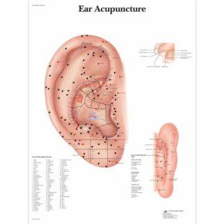 Korva akupunktio kartta VR1821L_01_Ear-Acupuncture-Chart