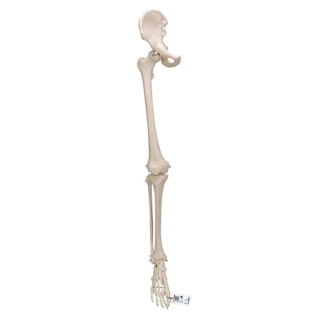 1 скелет голени. Модель скелета Stan на 5-Рожковой. Скелет ноги. Кости ноги. Стопа скелет модель.